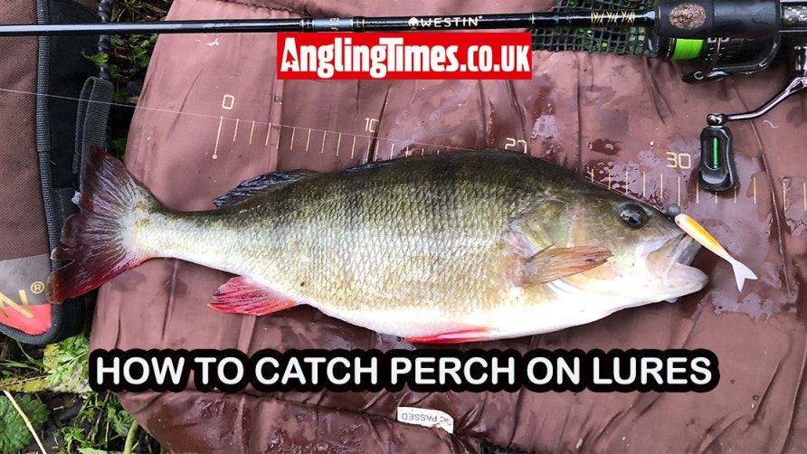 Beginner's Guide to Lure Fishing: Catch More Perch