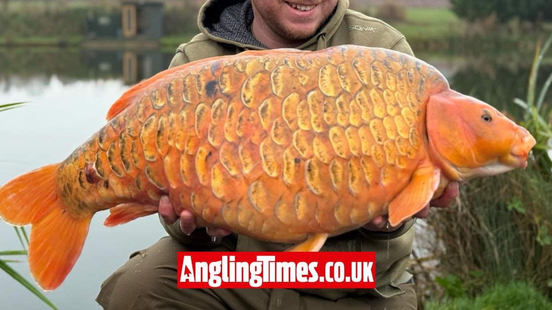 Colossal koi carp landed during fishing trip | Angling Times