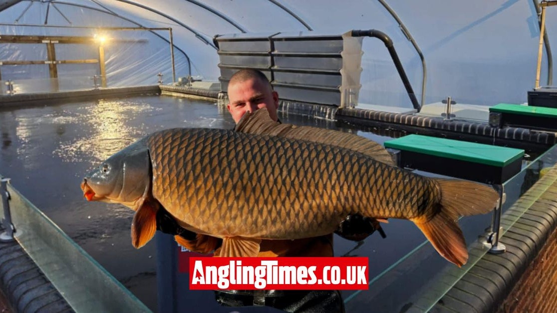 Fishery creates advanced fish tank to produce 60lb carp | Angling Times