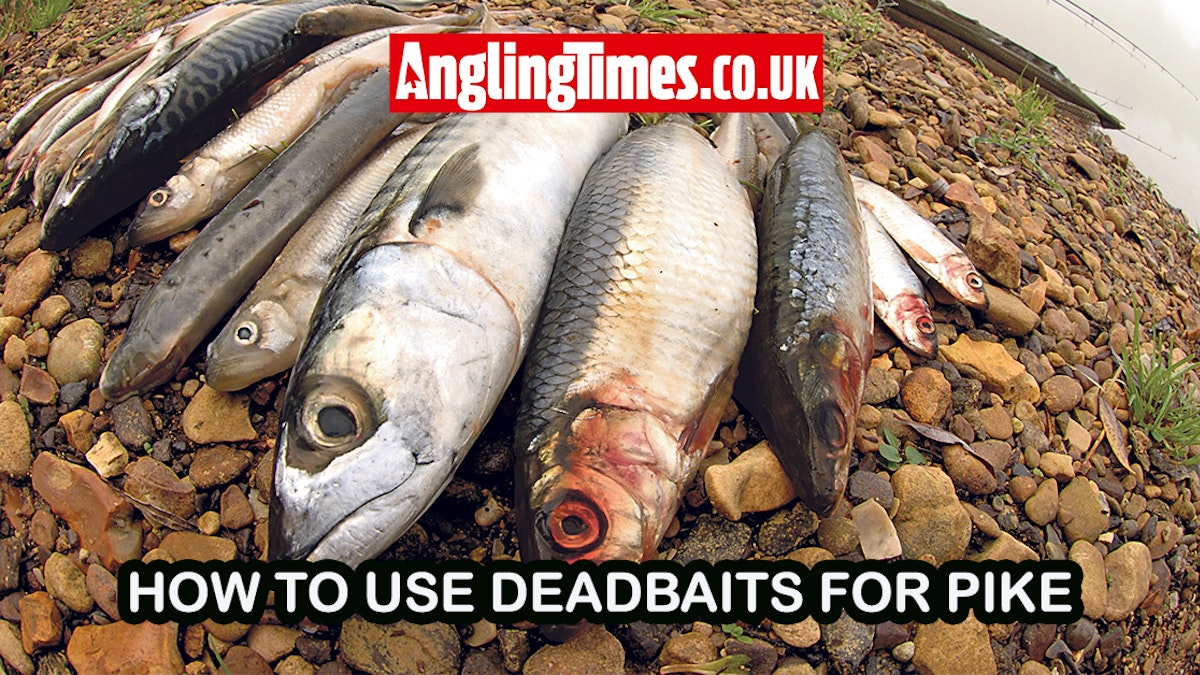 How to deadbait for pike | the best rigs, tips and tricks | Angling Times