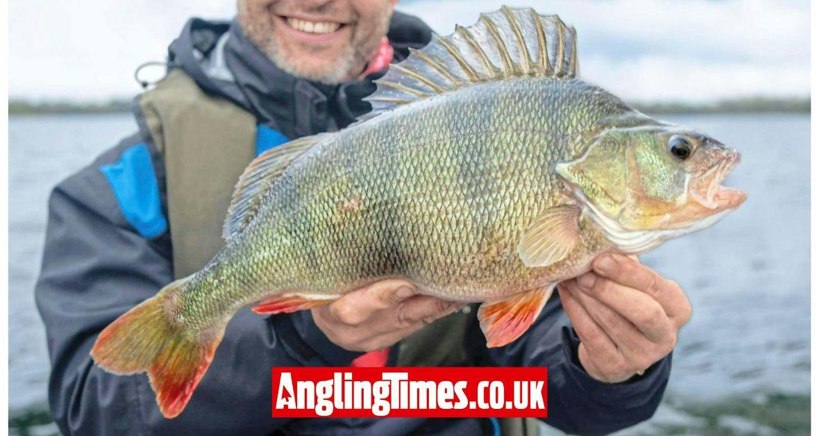 Three casts results in three PB perch | Angling Times