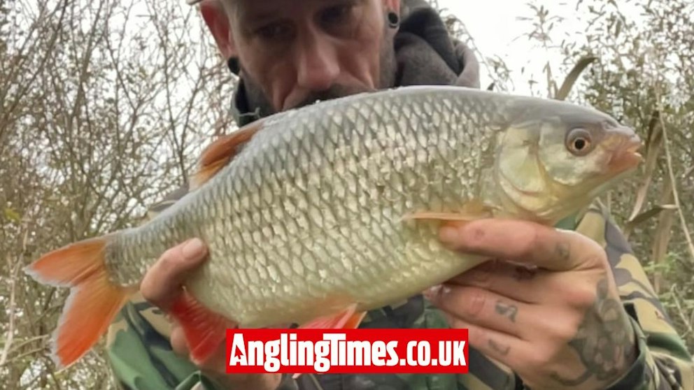 Roach Fish Roe Enormous river roach adds to the season of a lifetime | Angling Times