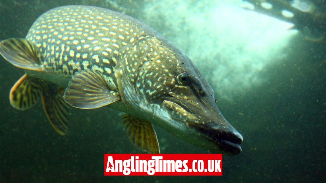 How important are predatory fish in our waterways? | Angling Times