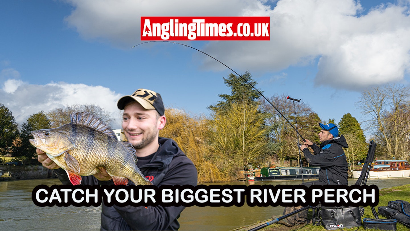 Tips to catch your biggest-ever river perch | Angling Times