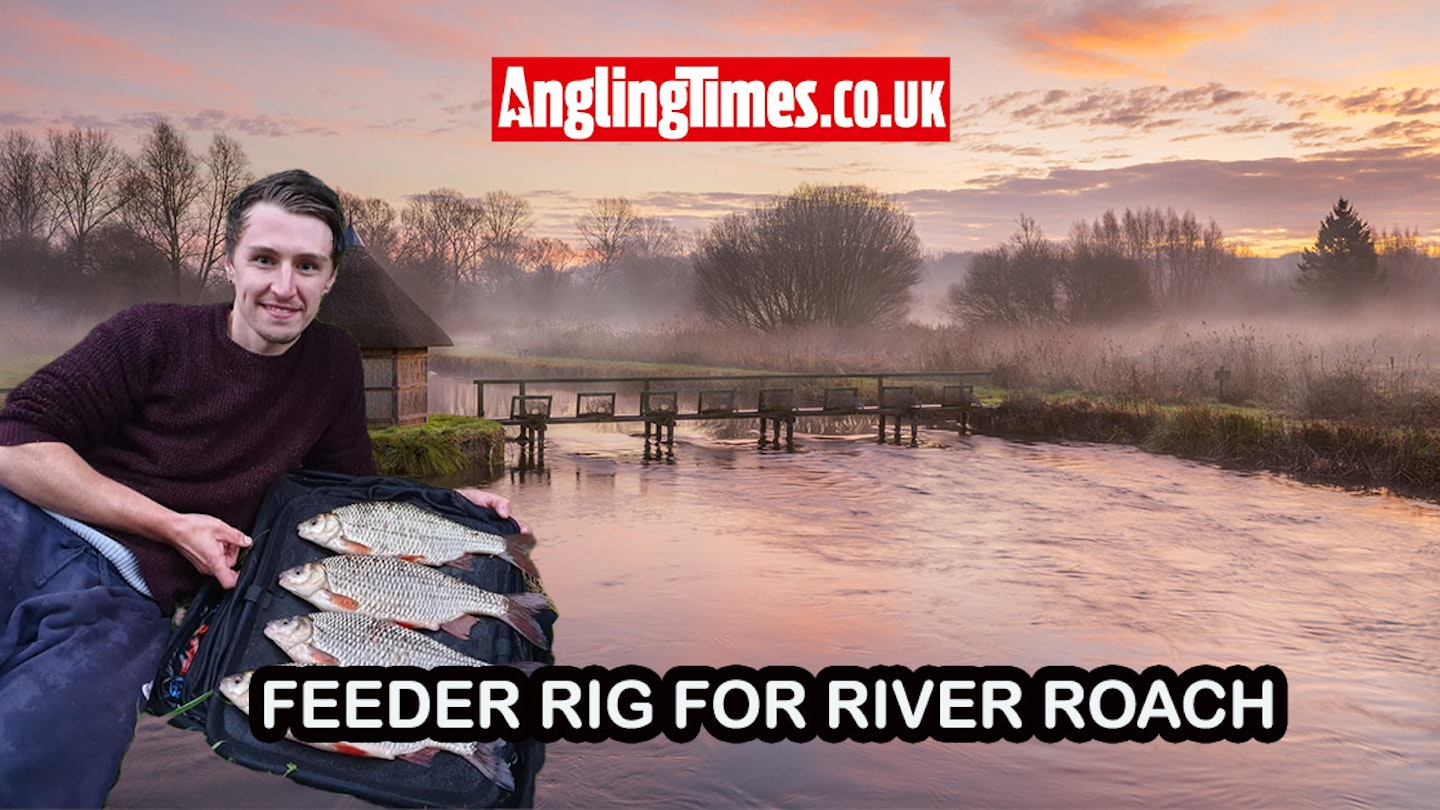 Use this bolt rig to catch specimen river roach | Angling Times
