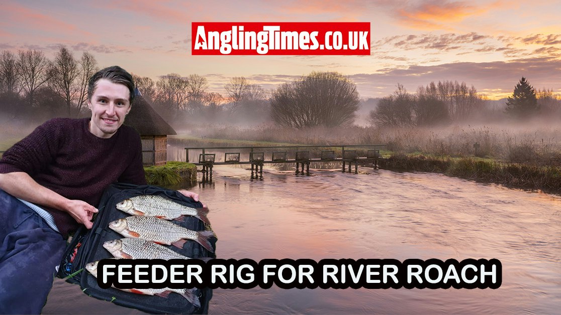 Bold Rig Use this bolt rig to catch specimen river roach | Angling Times