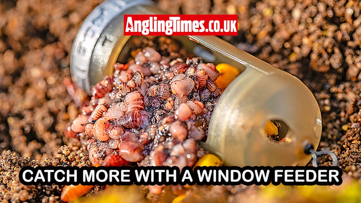 Window Feeders: A Guide to Using Them