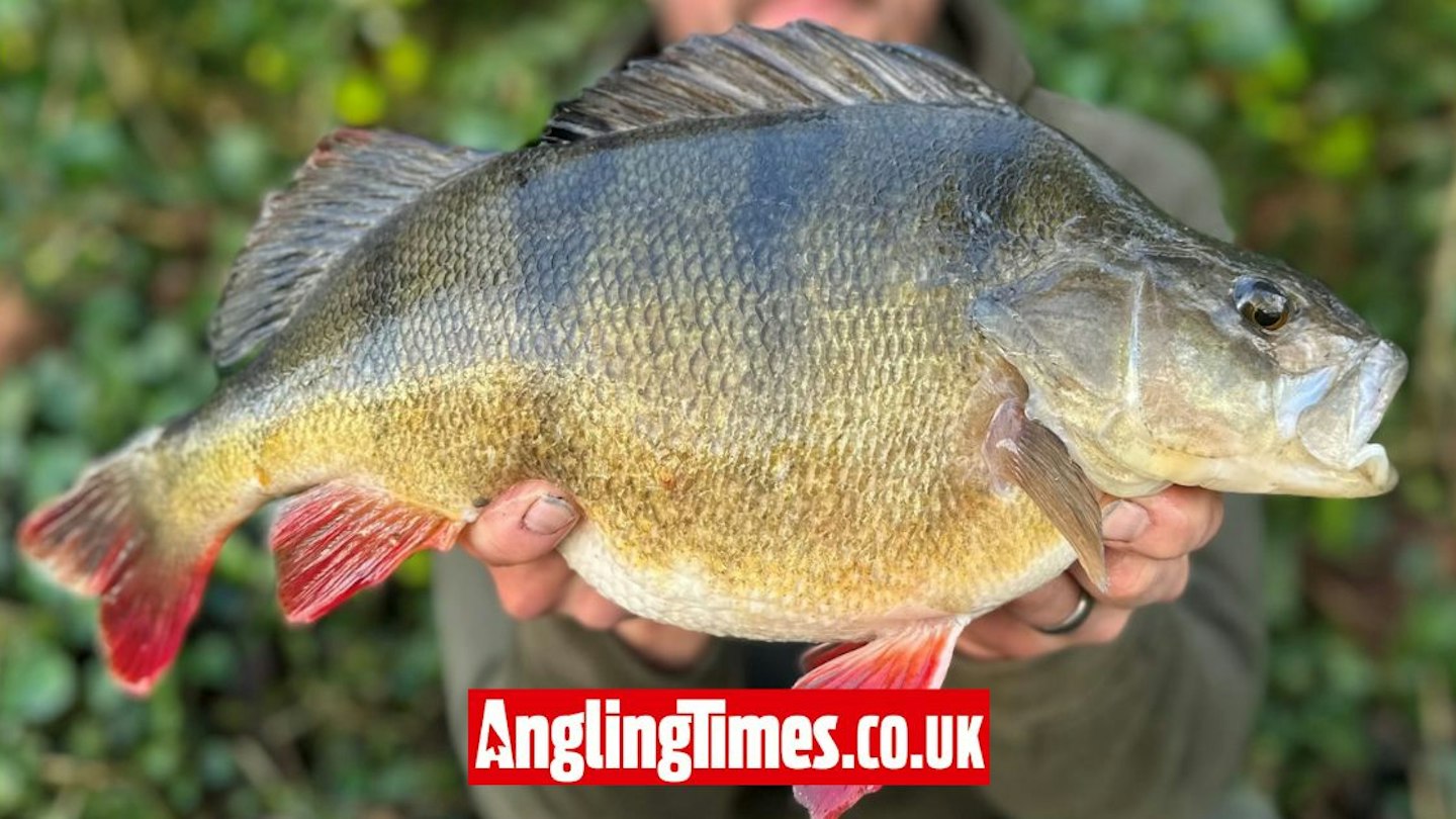 Fish Perch Impressive canal perch caught on classic bait | Angling Times