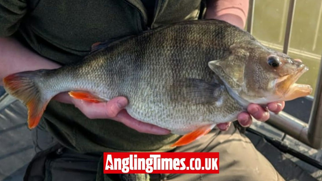 Perch Rotten Record shaking perch landed on surprising bait | Angling Times