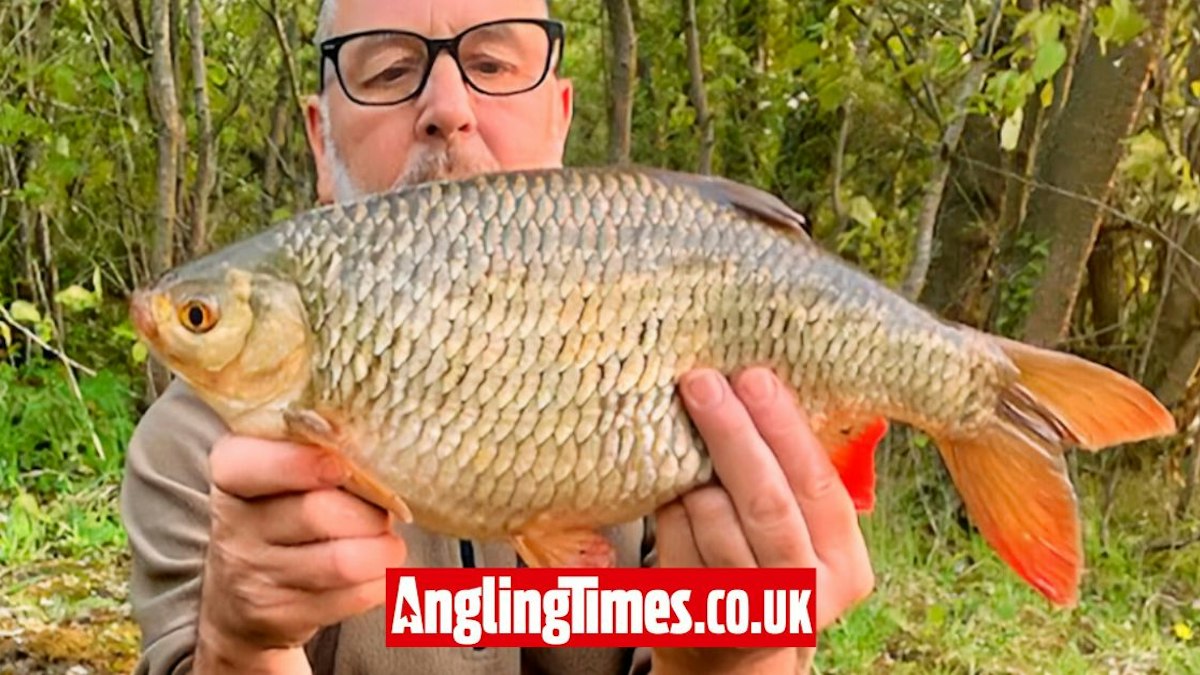 Rudd Large Carp angler lands enormous 4lb rudd | Angling Times