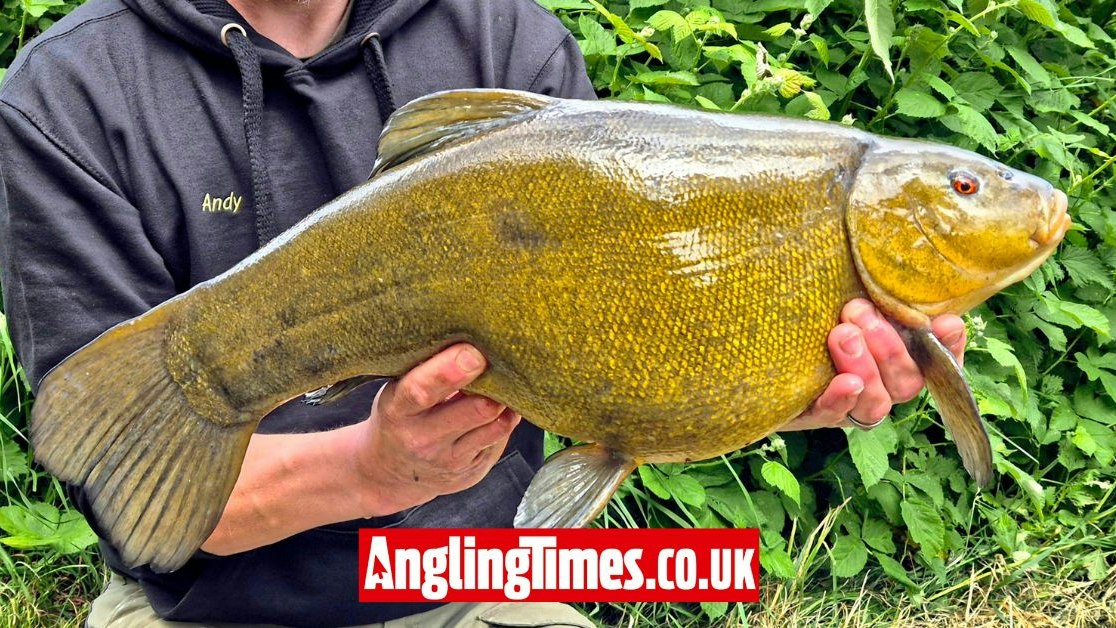 Big Tench Rigs Six huge tench banked in dream session | Angling Times
