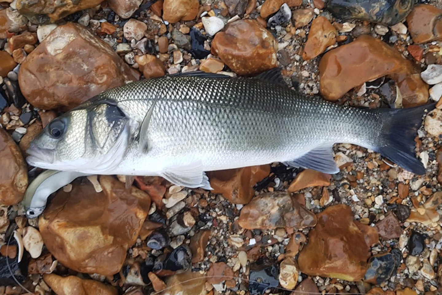 Fiiish Minnow