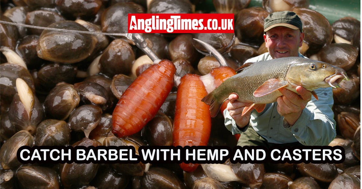 Catch more barbel using hemp and casters