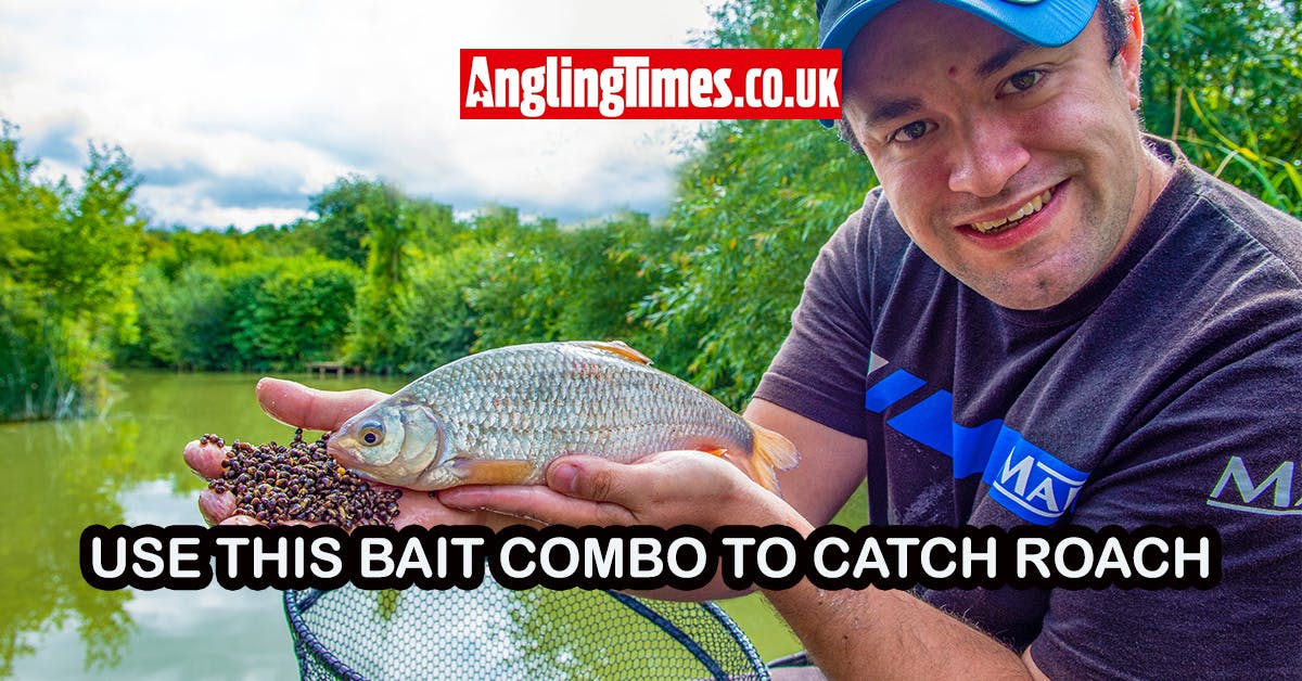 Catch big roach on this forgotten bait combo