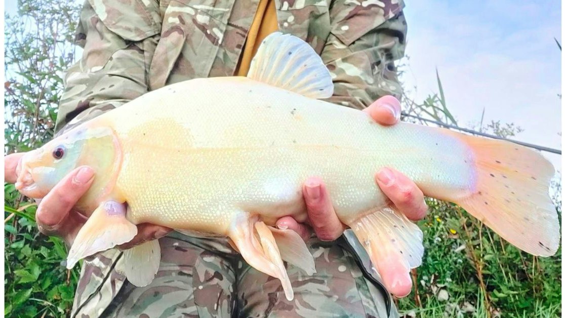 Tench Types One of the rarest varieties of tench has been caught | Angling Times