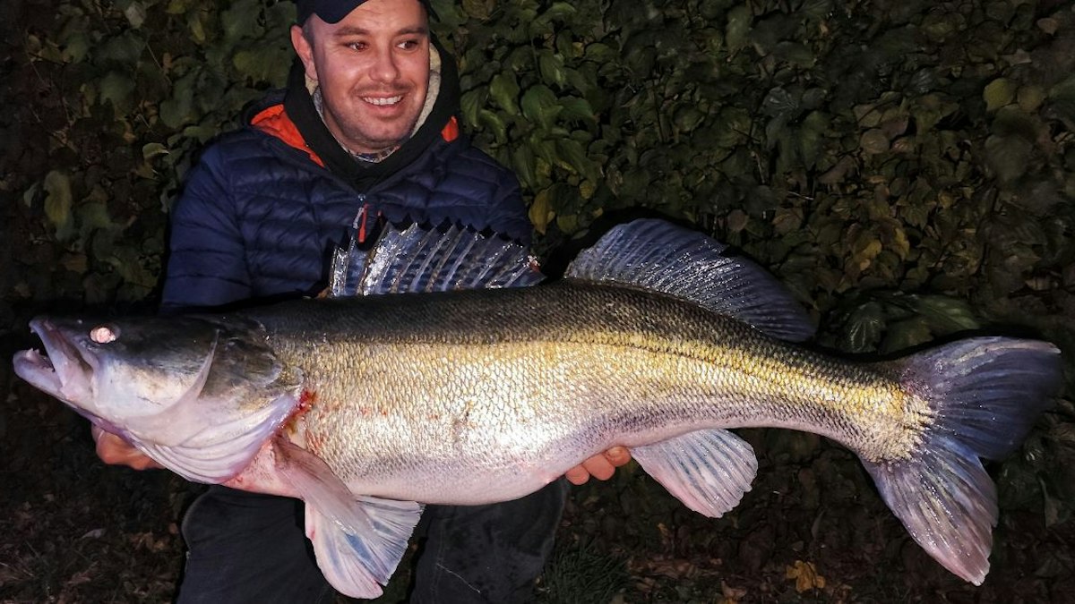 Coco Zander Giant canal zander is the biggest ever caught | Angling Times