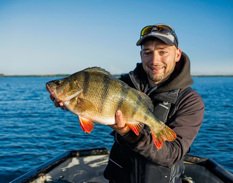 Exceptional perch caught during brief feeding window | Angling Times