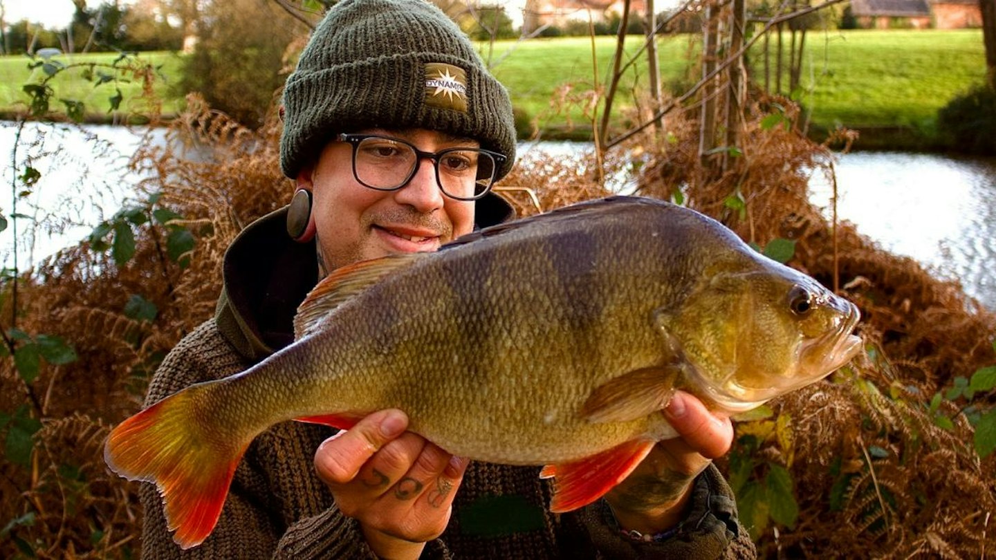 Sub Perch Angler turns to prawns to bank superb perch | Angling Times
