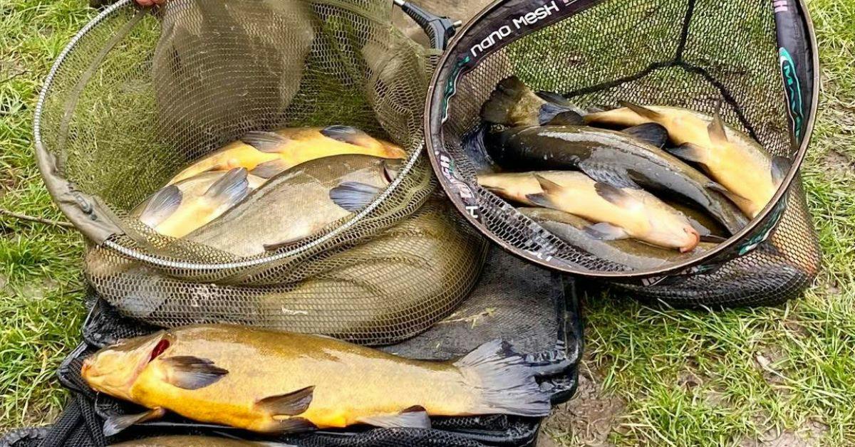 Sub-zero session produces spectacular tench haul from river | Angling Times