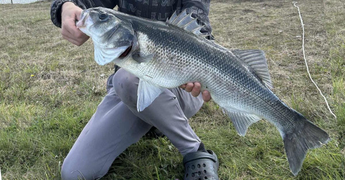 Levrek Avı: Akdeniz'in Kralı Nasıl Yakalanır?