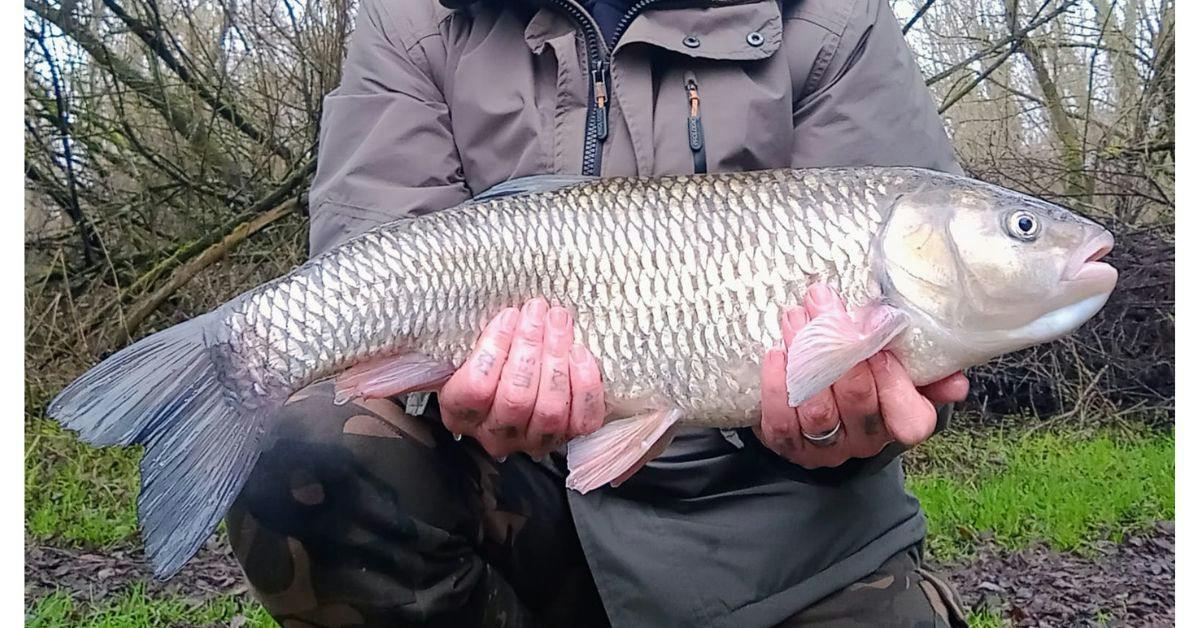 Monster Kennet chub taken on classic tactics