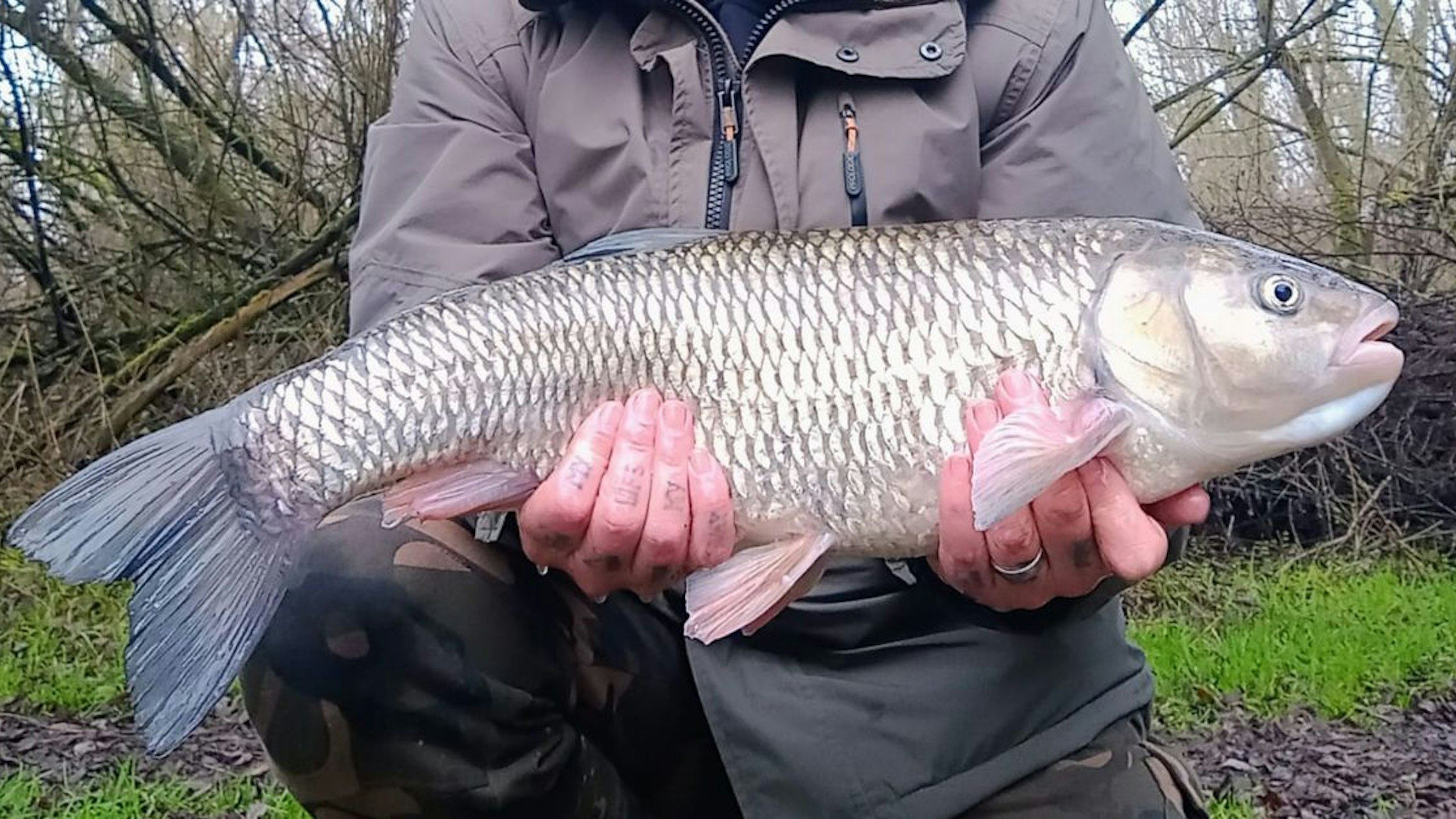 Monster Kennet chub taken on classic tactics