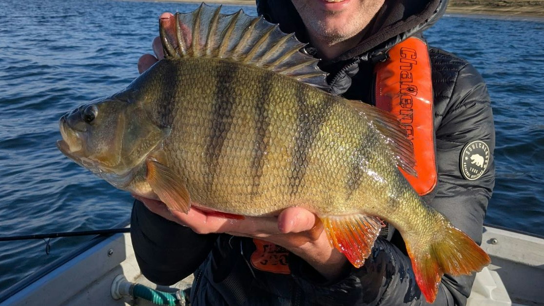 Perch Rotten Early reward as superb perch fooled on second cast | Angling Times