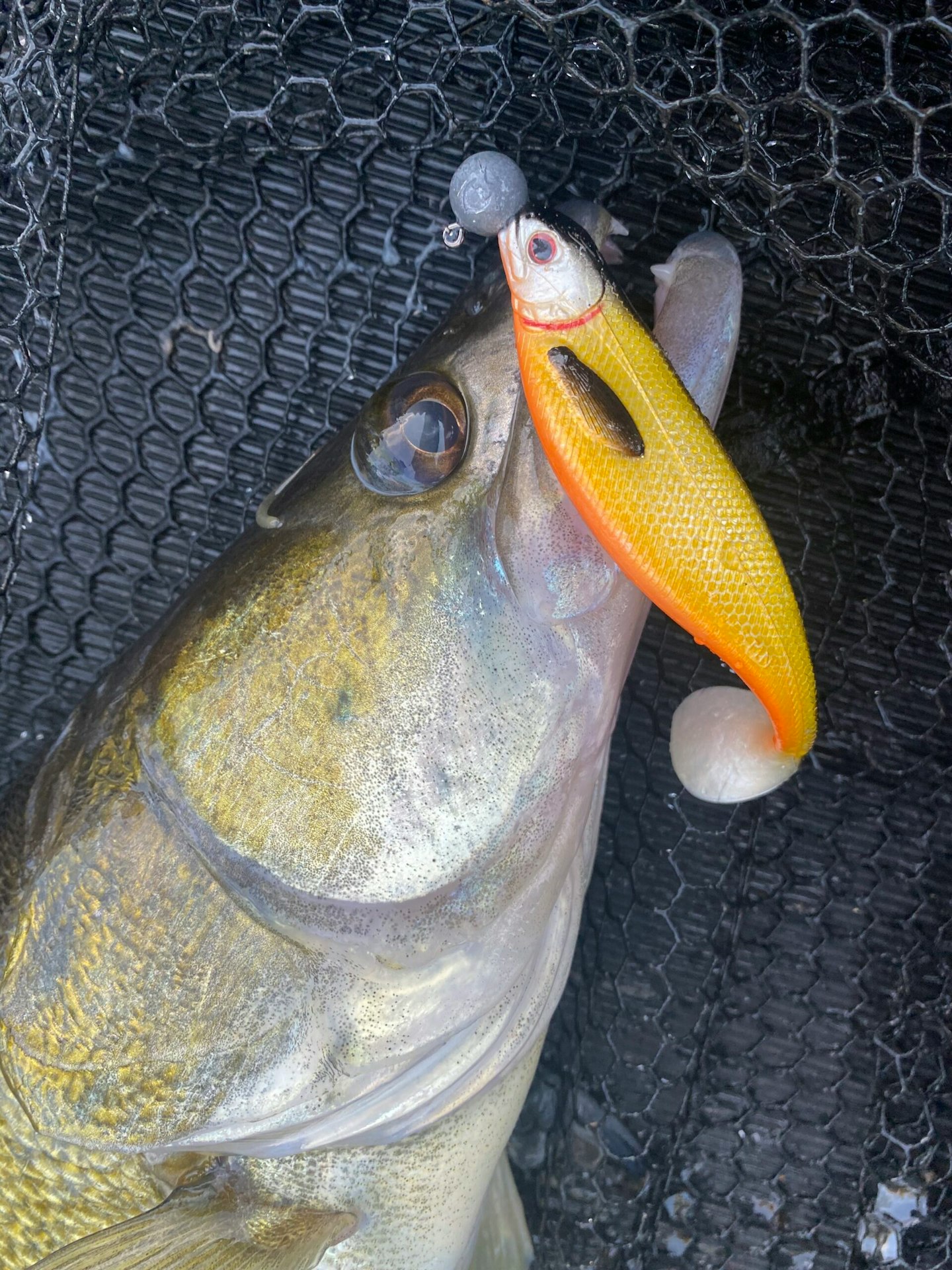 Catch zander with these bait and lure tips
