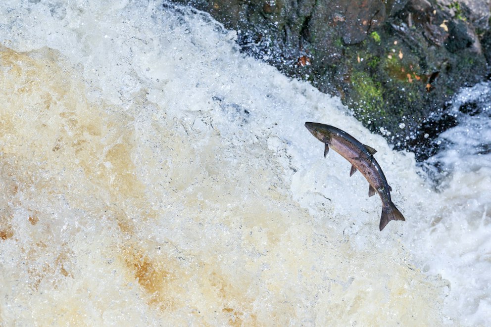 Tougher Penalties for Fish Poaching Backed in Scotland