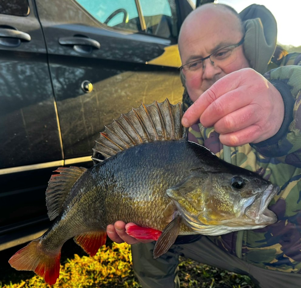 Perch Rotten Popped-up prawns produce perfect Thames perch | Angling Times