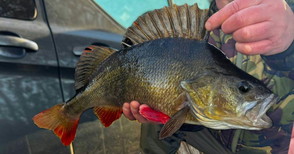 Popped-up prawns produce perfect Thames perch