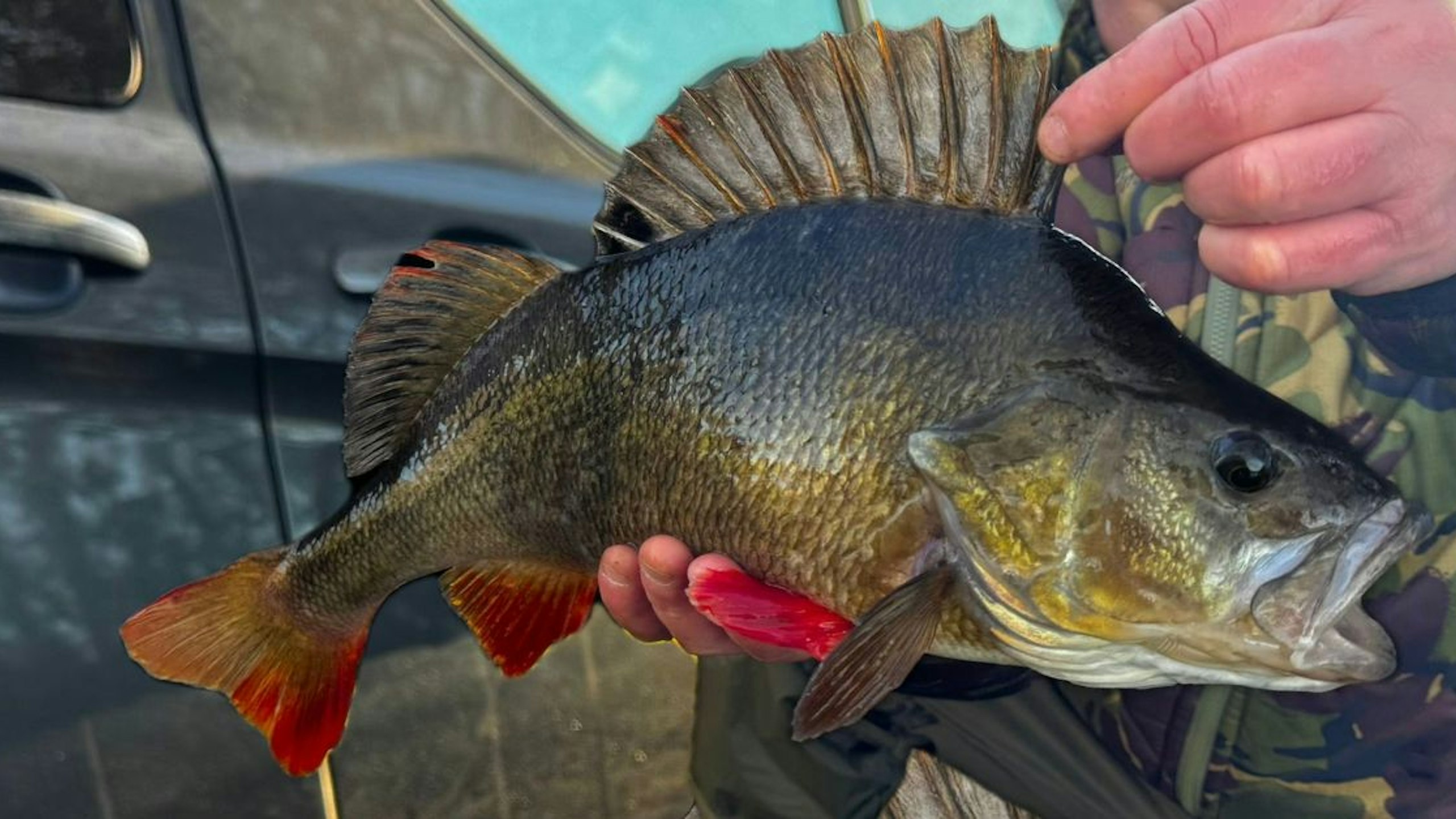 Popped-up prawns produce perfect Thames perch