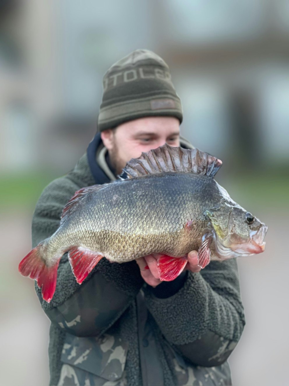 Perch Rotten One last cast on frozen river produces giant perch | Angling Times