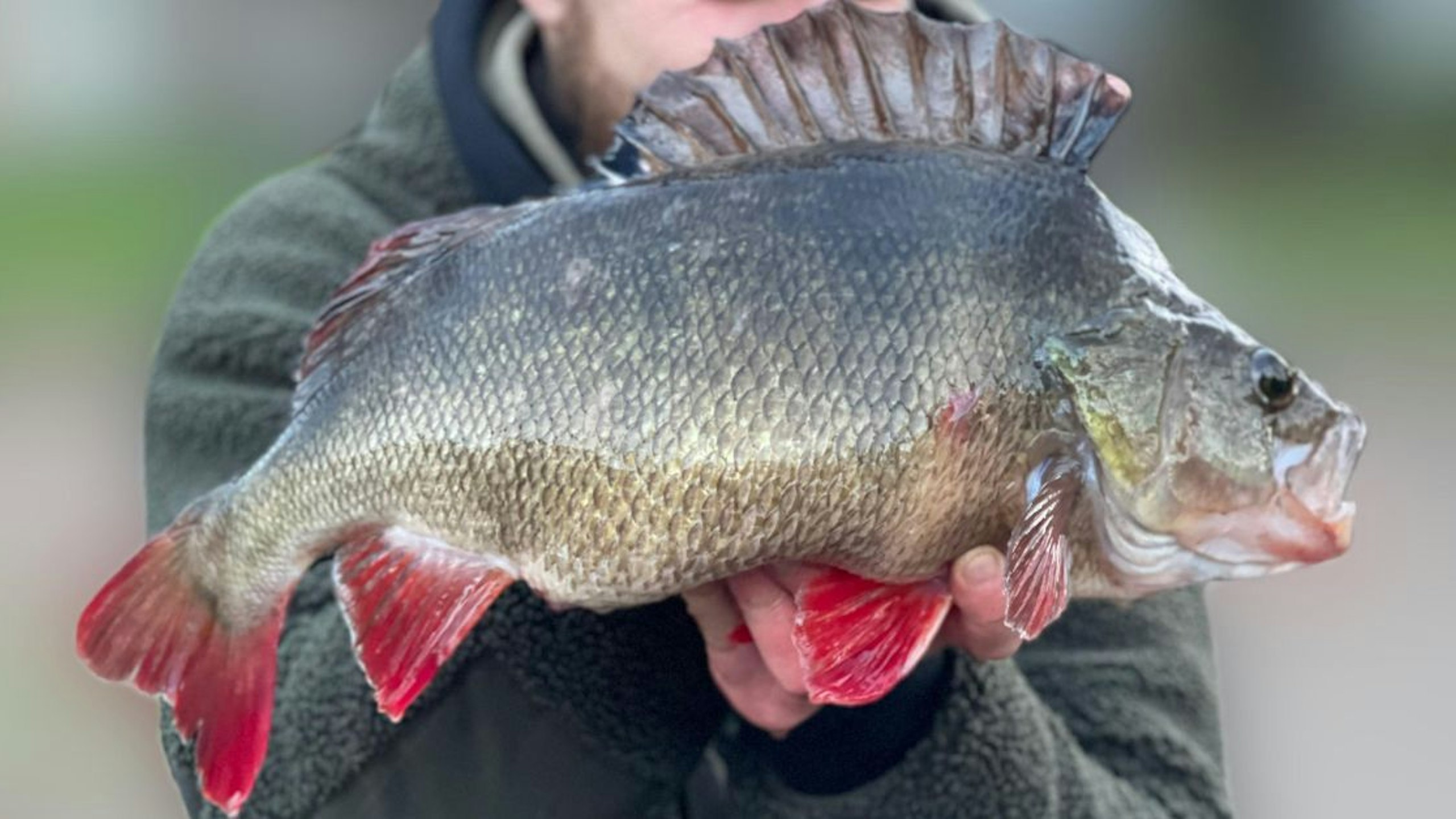 One last cast on frozen river produces giant perch