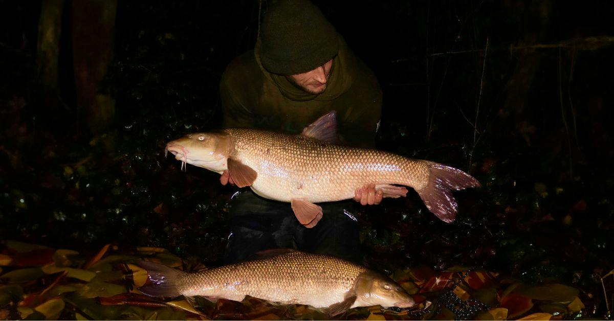 Quickfire brace of chalk stream barbel banked