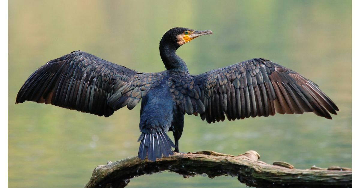 If anglers want change, evidence on cormorants is essential