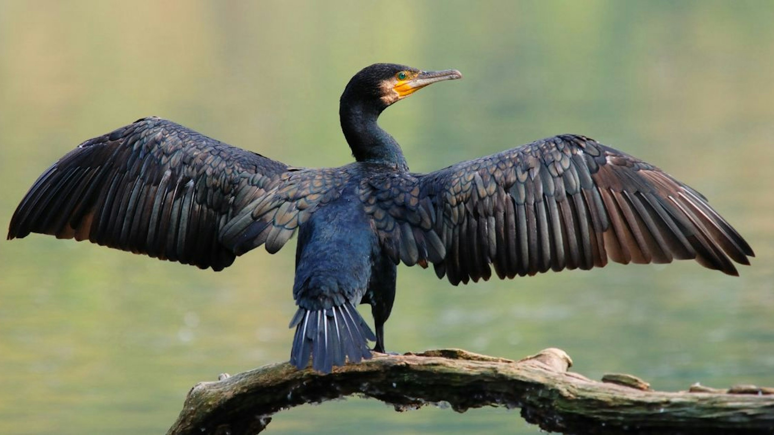 If anglers want change, evidence on cormorants is essential