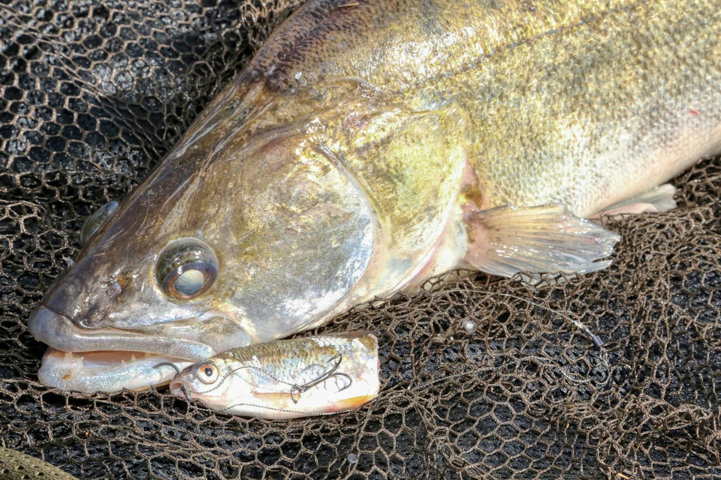 Catch zander with these bait and lure tips