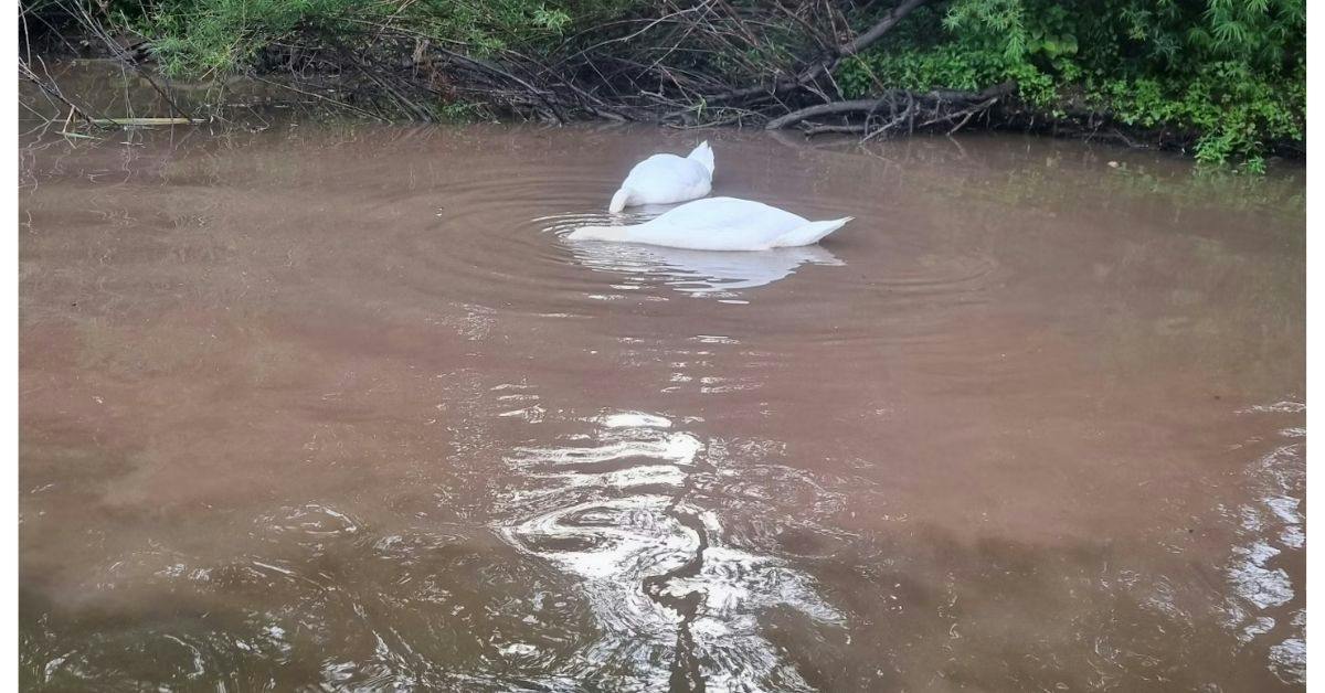 swans feeding and swimming in sewage