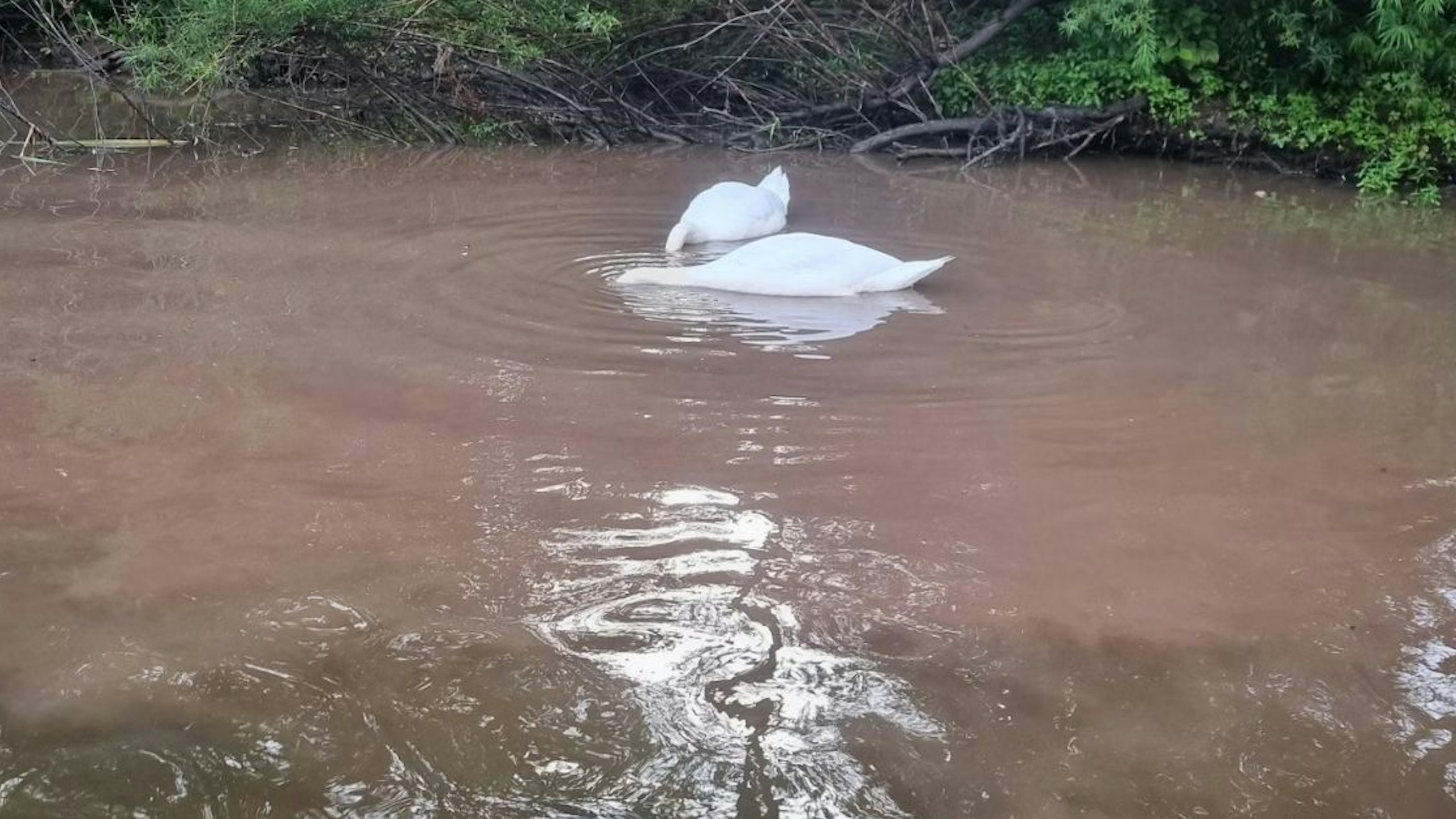 swans feeding and swimming in sewage
