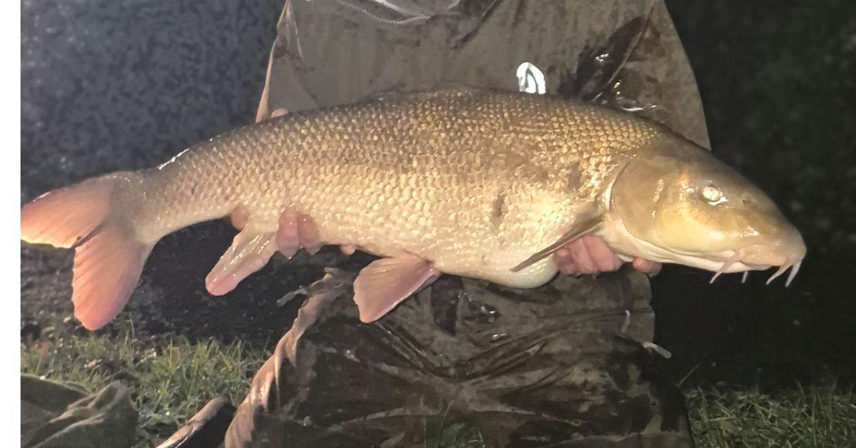 One last cast banks huge chalk stream barbel