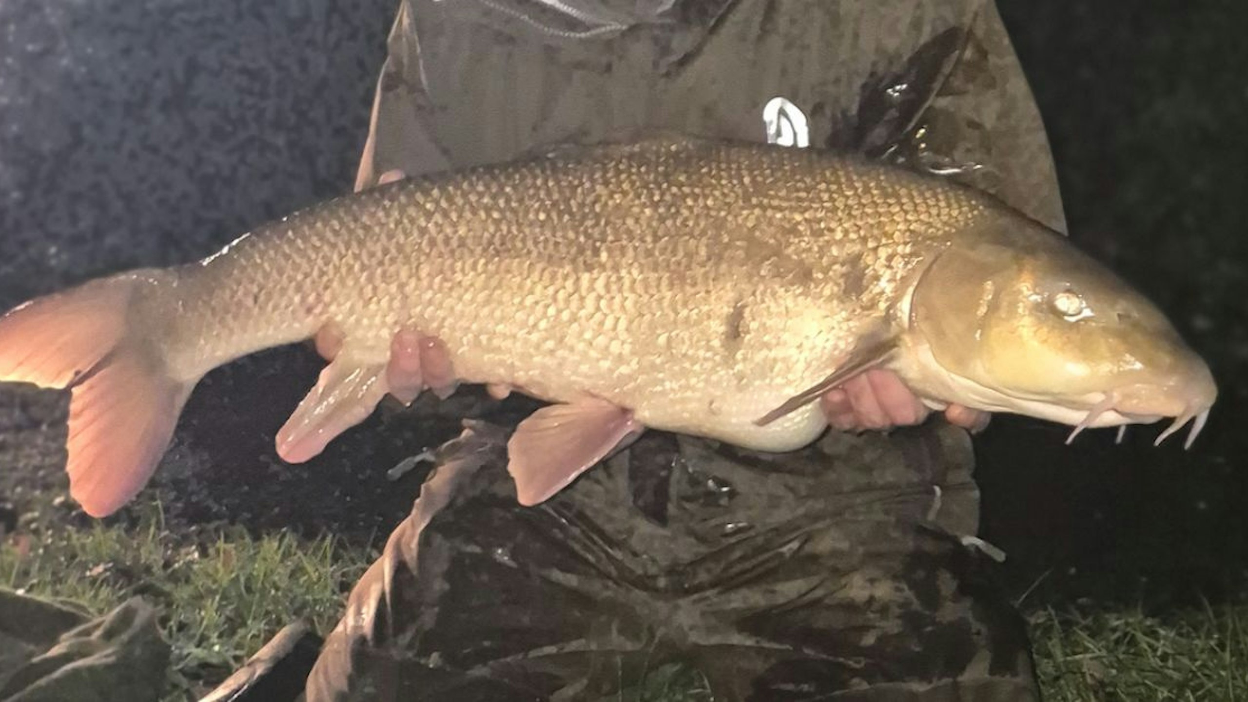 One last cast banks huge chalk stream barbel