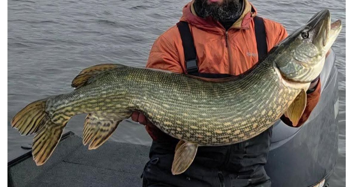 Impressive 38lb croc banked from Irish lough