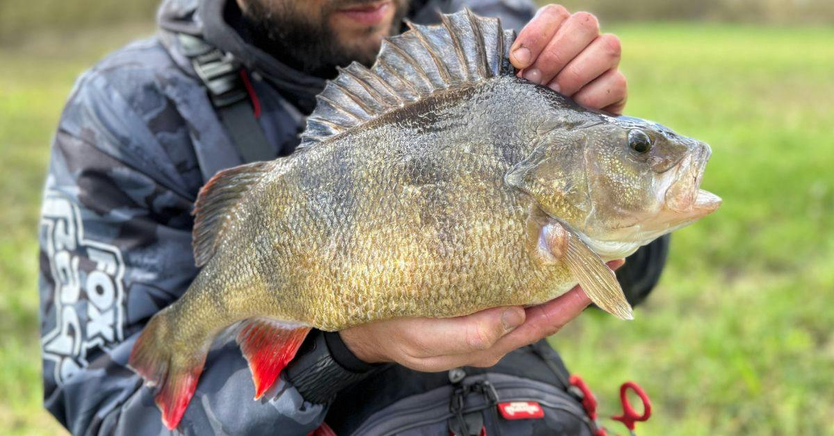 Fishing welcomes angler back with huge Thames perch
