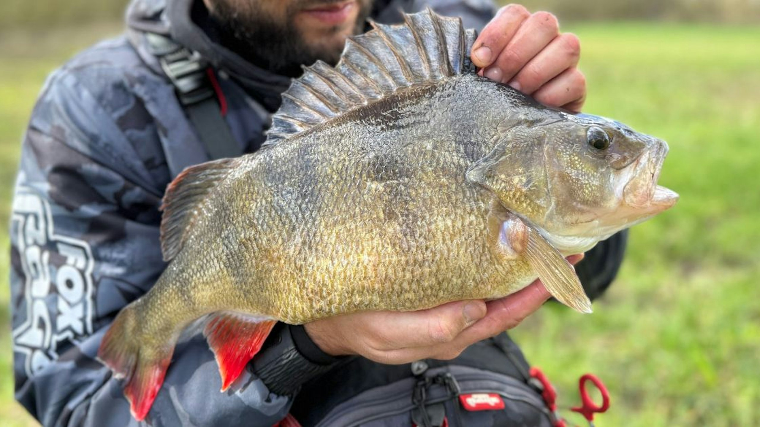 Fishing welcomes angler back with huge Thames perch