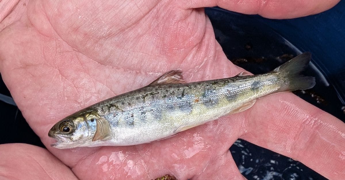 Historic salmon found for the first time on record