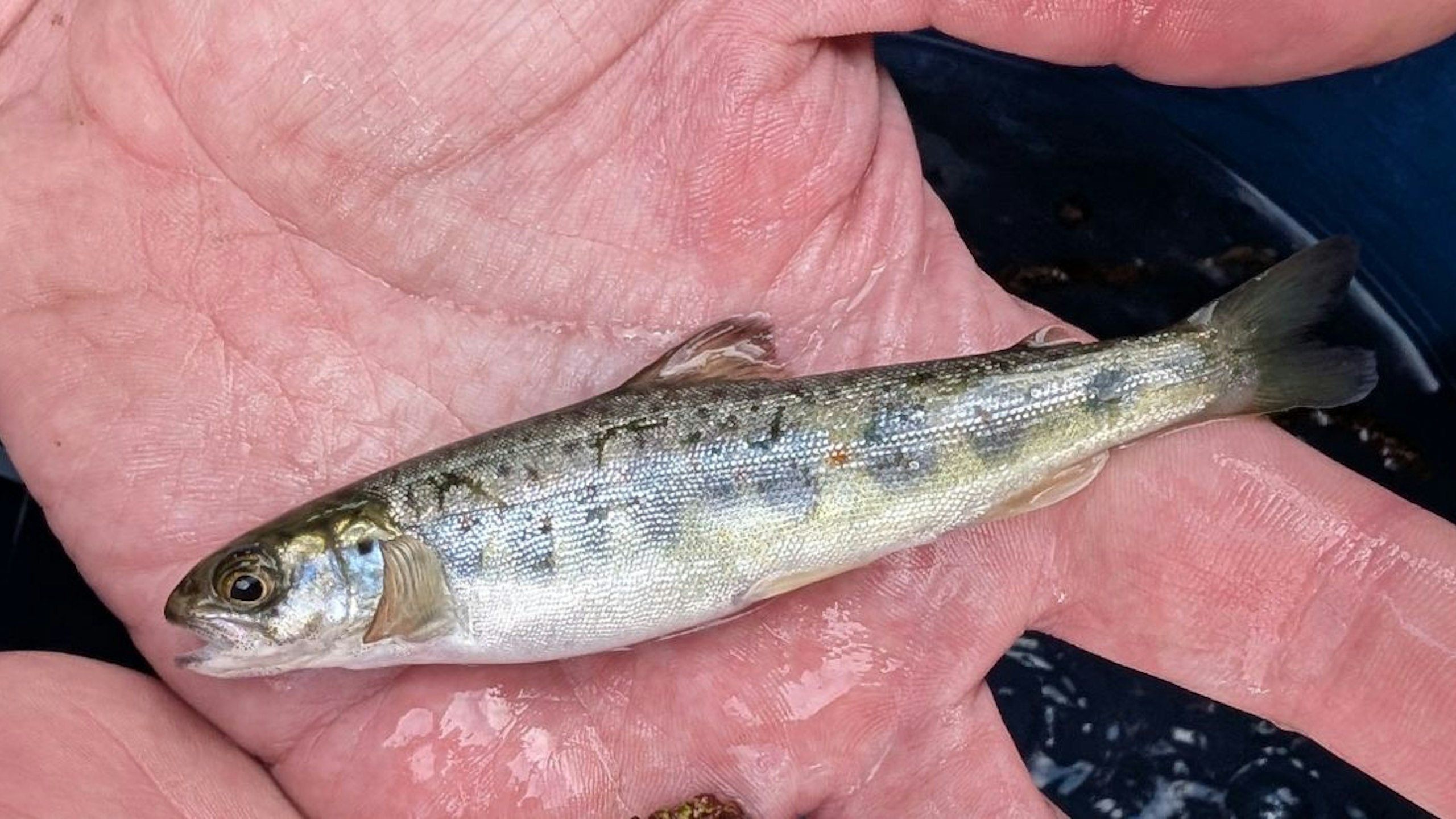 Historic Atlantic salmon caught during Bottle Brook surveyriver