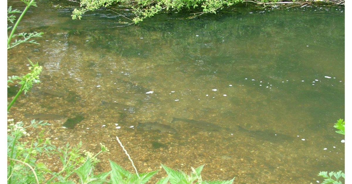 Fish behaving normally in a river system
