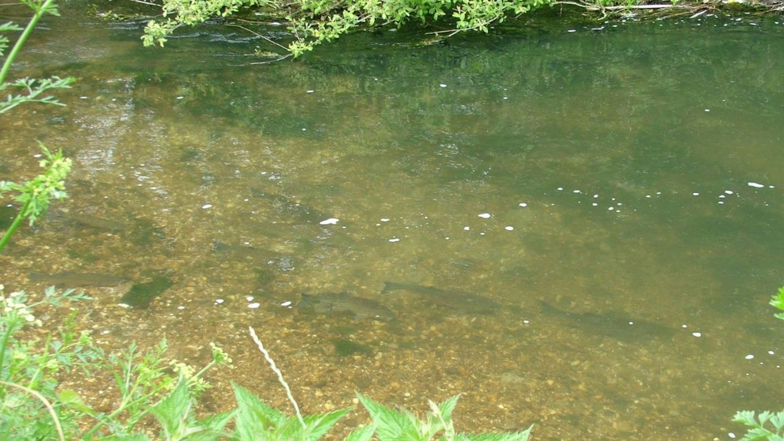 Fish behaving normally in a river system