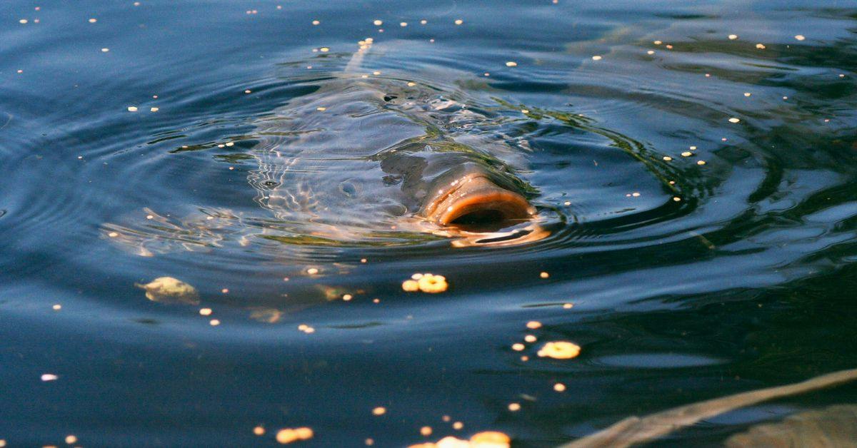 The role bait plays in a healthy fishery